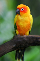 Conures for sale